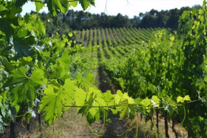 WINEYARD TOSCANA ITALY CAMPO DEL MONTE